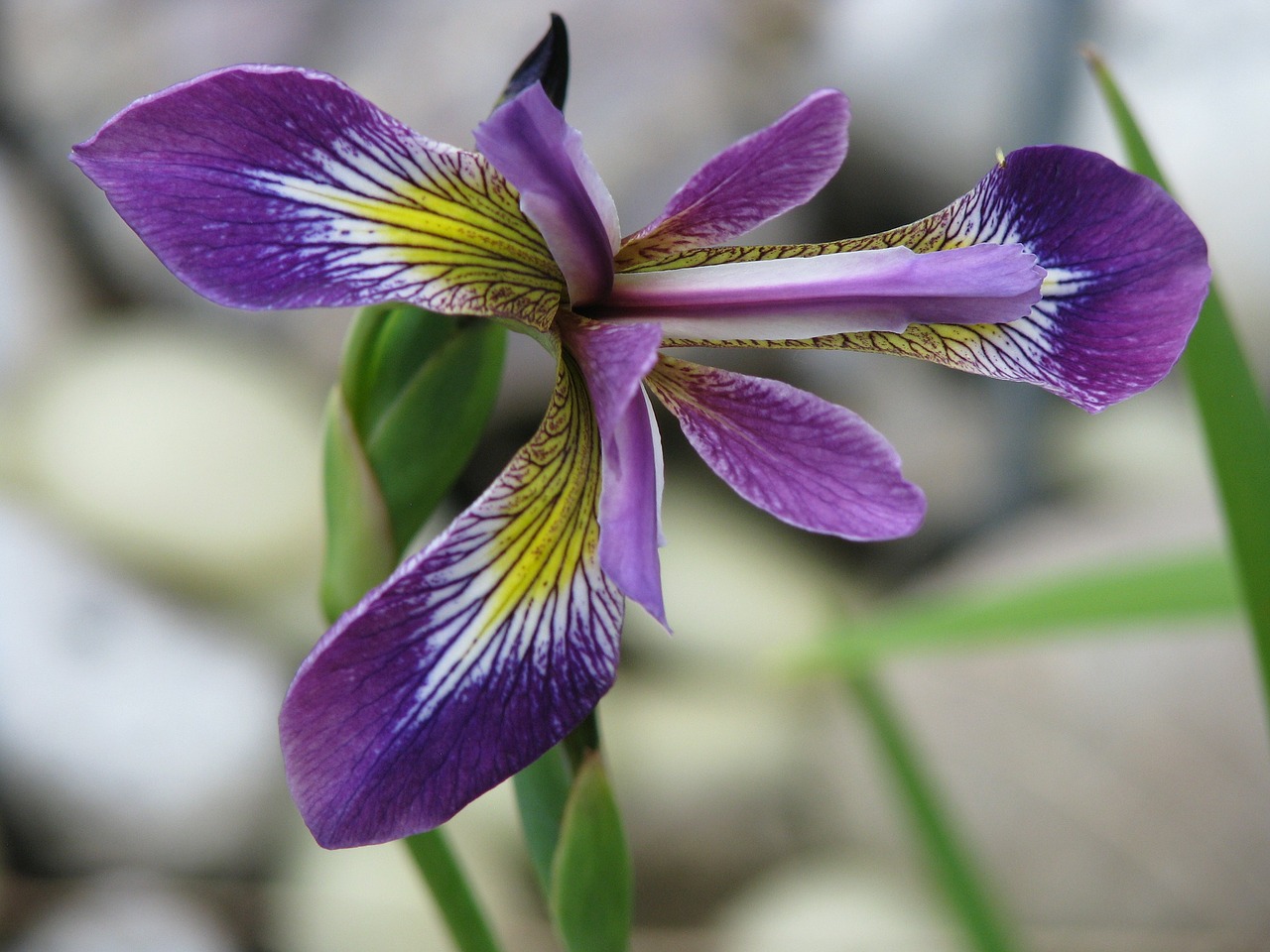 flower nature lily free photo