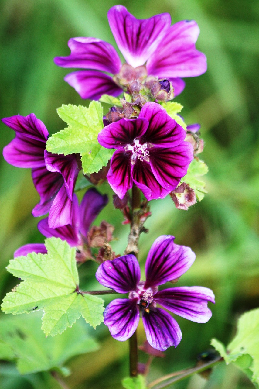 flower blossom bloom free photo