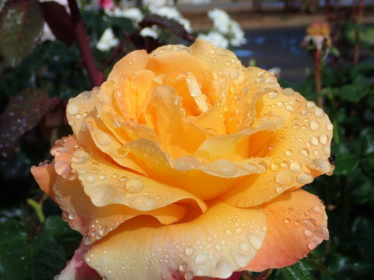 flower yellow rose free photo