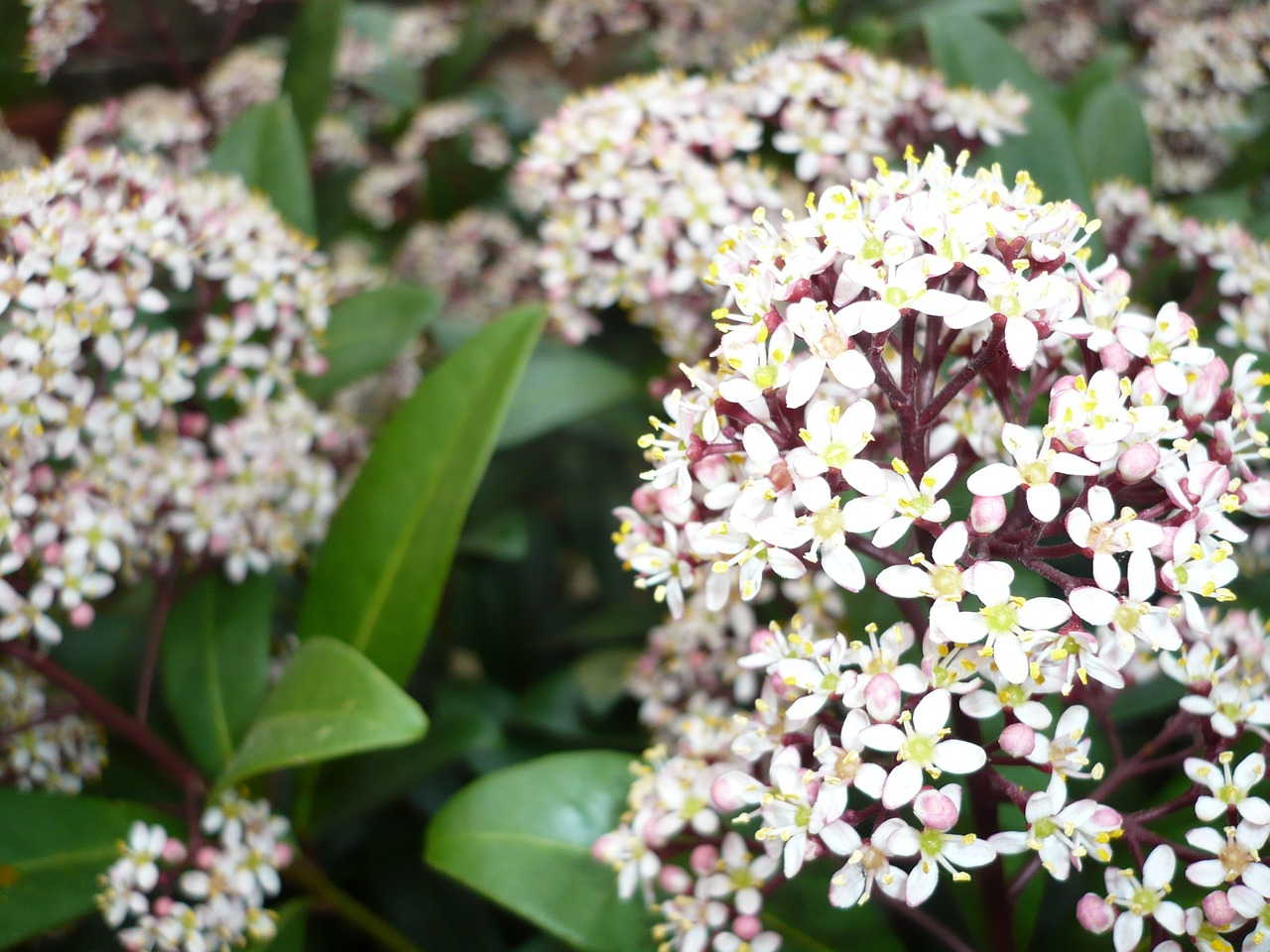 flower blossom bloom free photo