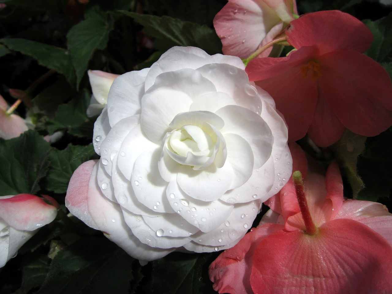 flower rose white free photo