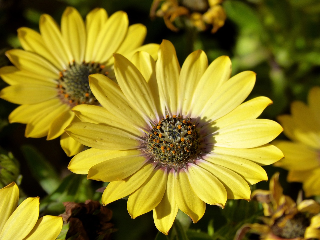 flower yellow daisy beauty free photo