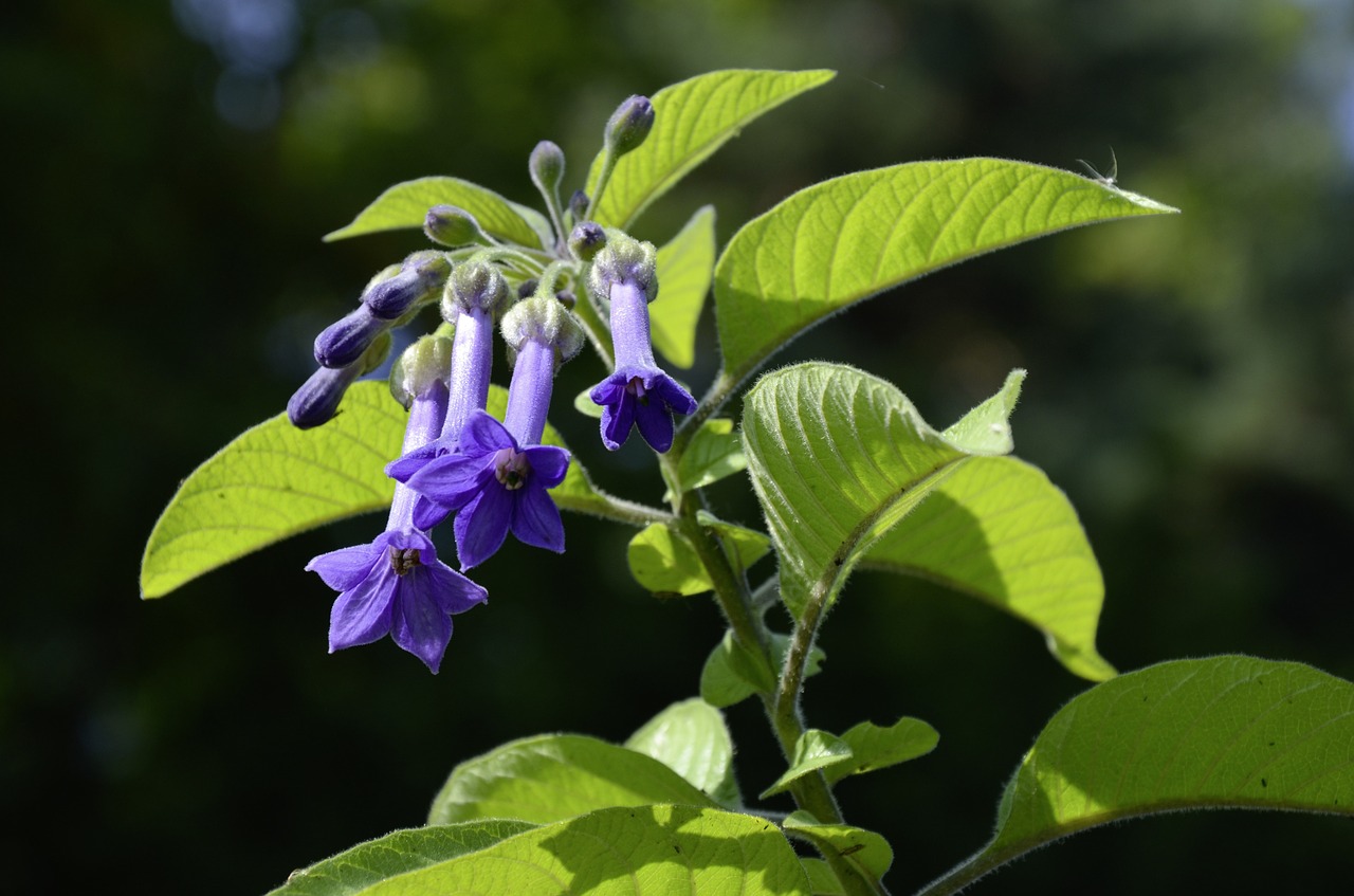 flower nature purple free photo