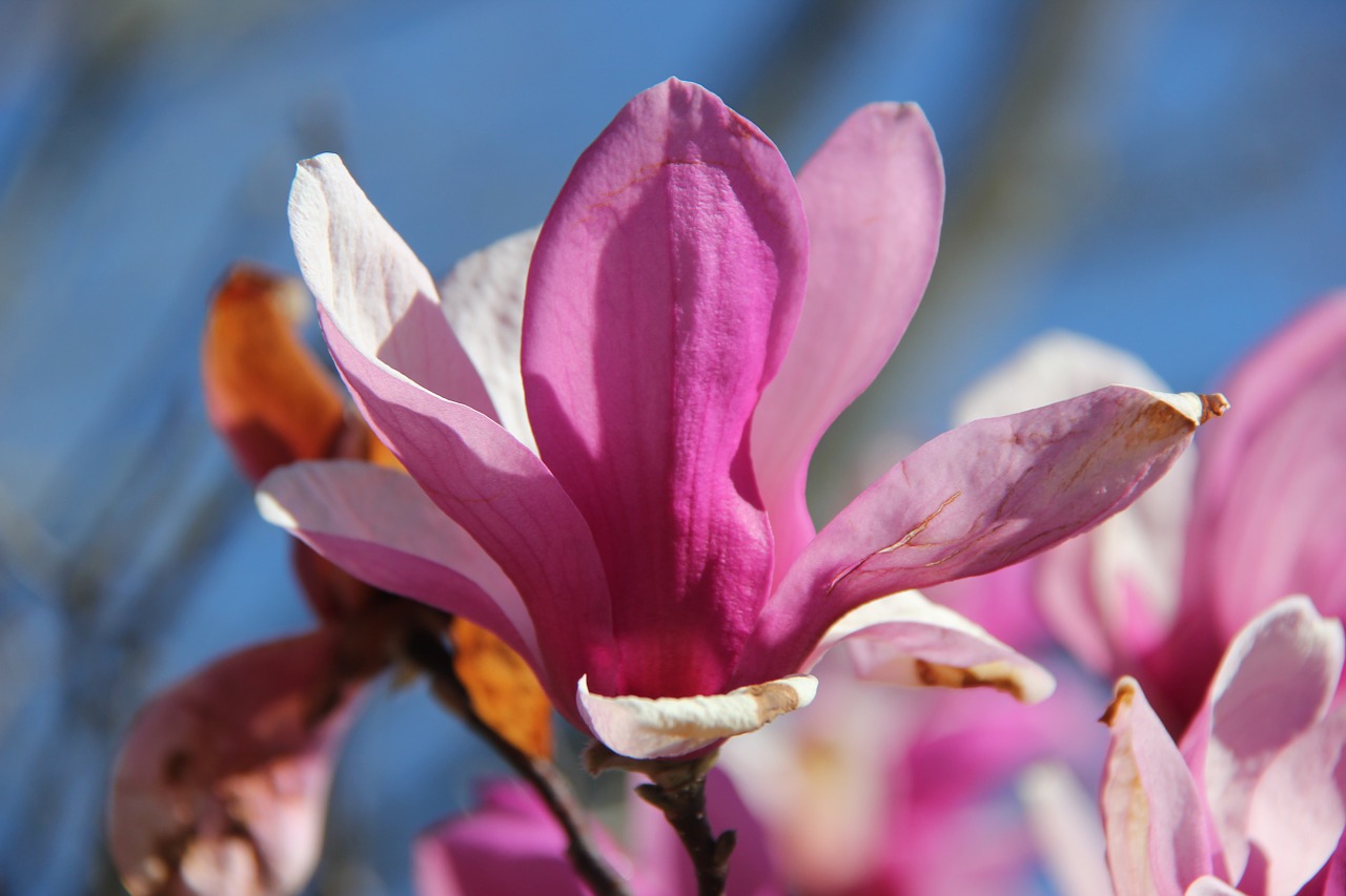 flower purple purple flower free photo