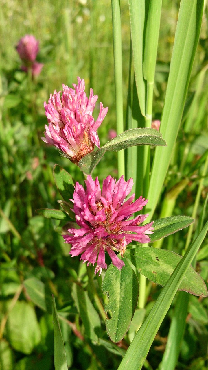 flower red plant free photo