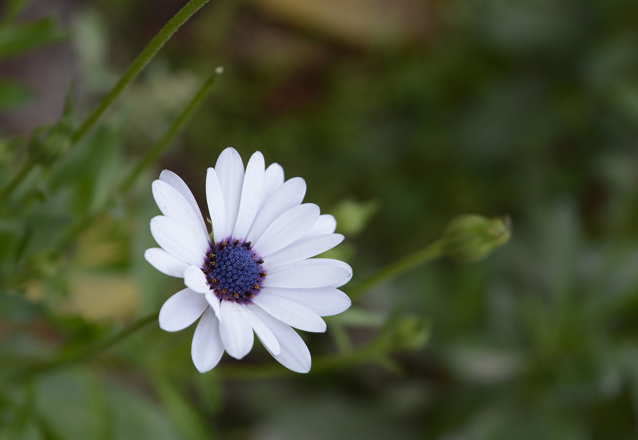 flower close-up nature free photo