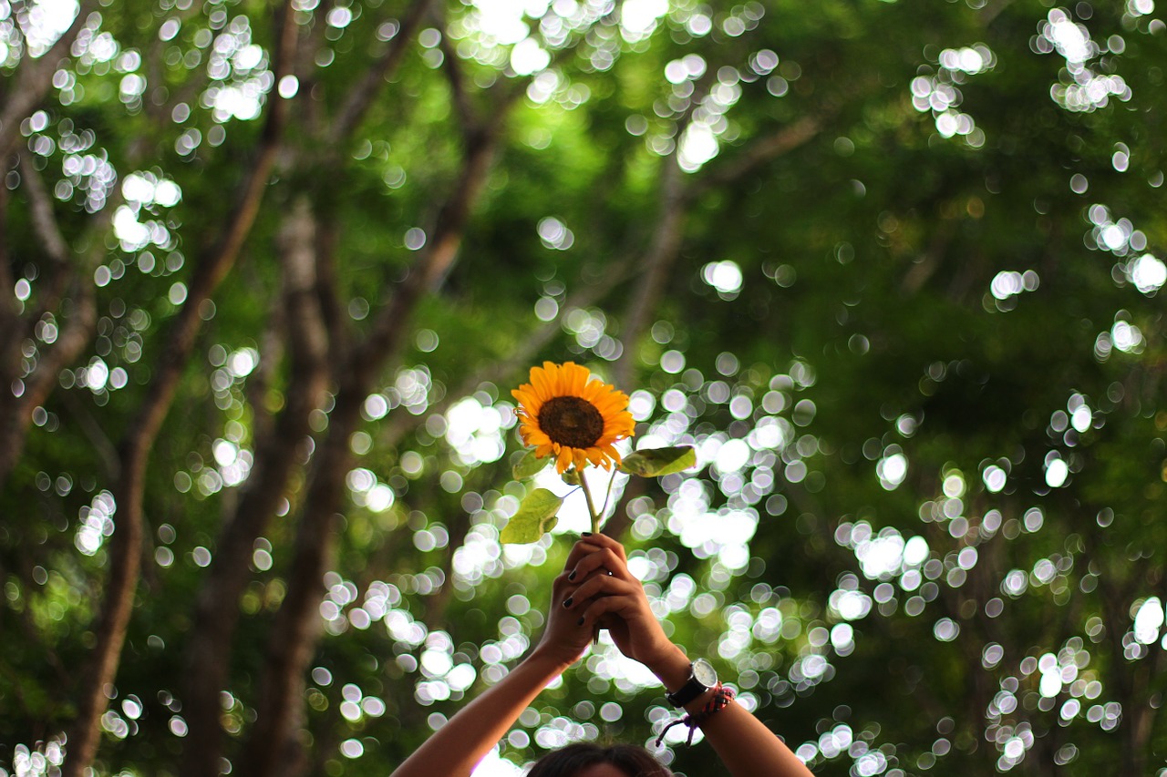 flower hand summer free photo