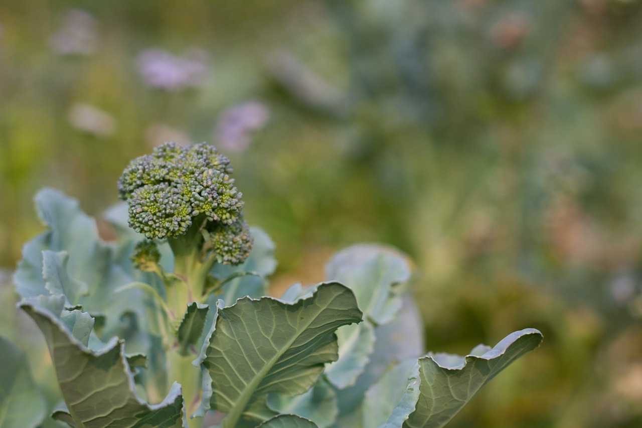 kralam flowers flower vegetable free photo