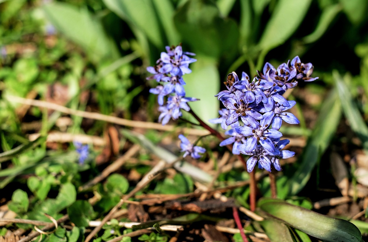 flower blossom bloom free photo