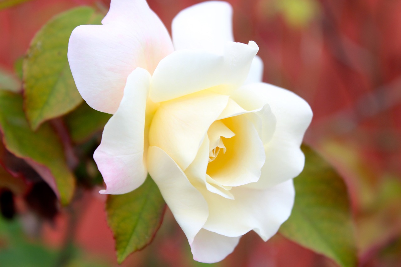 flower rose nature free photo