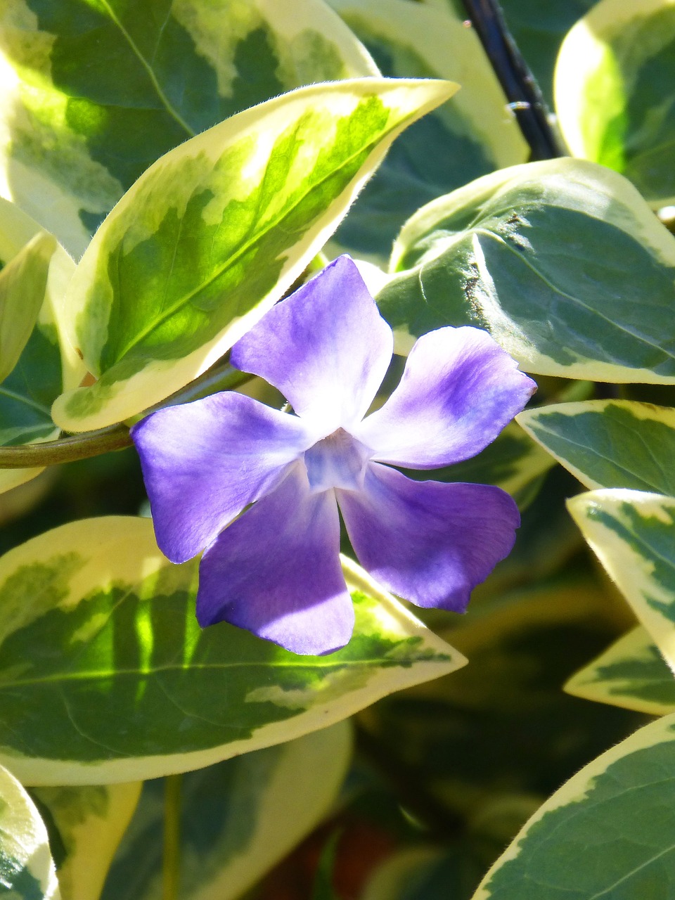 flower lilac leaves free photo