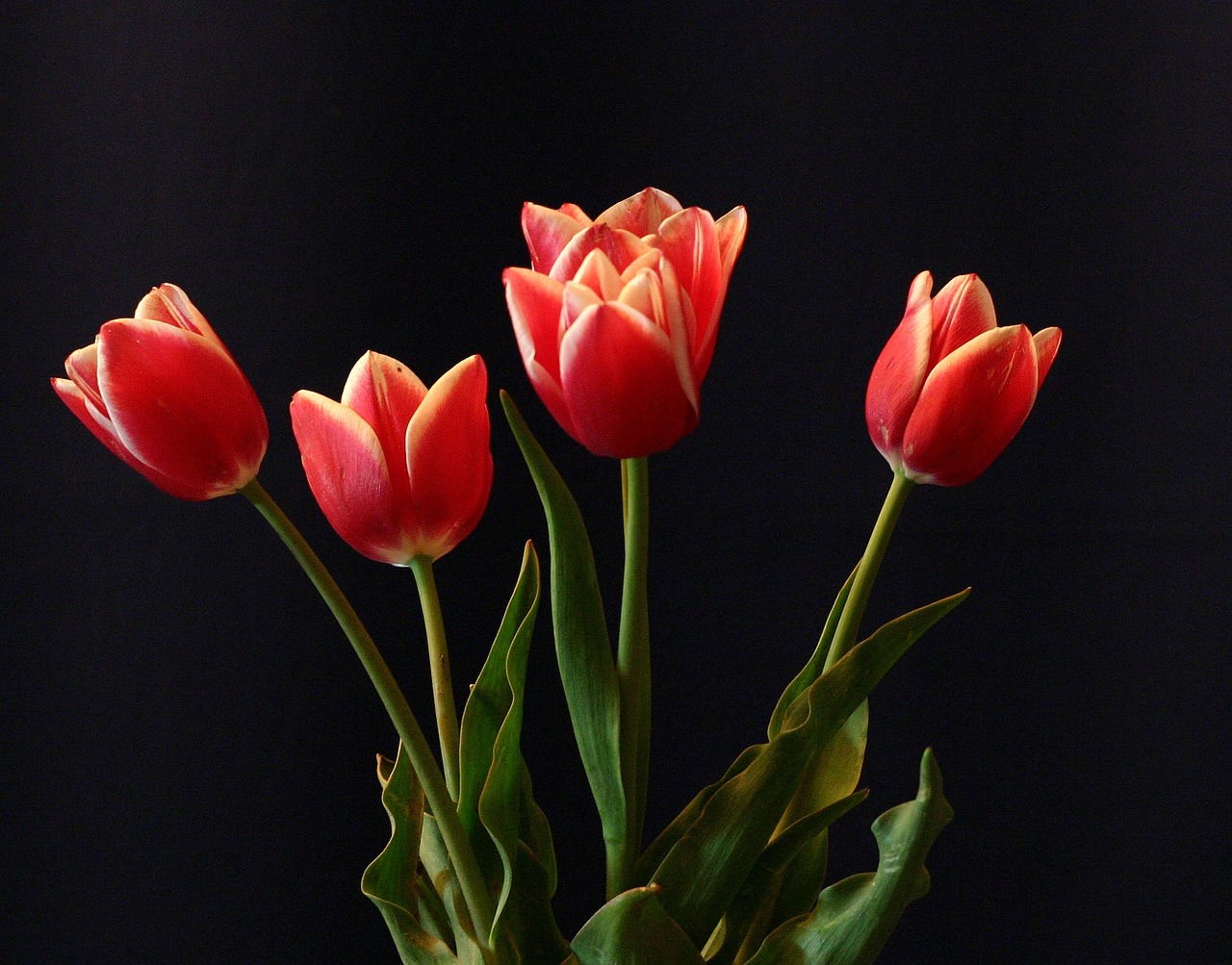 flower tulips red free photo