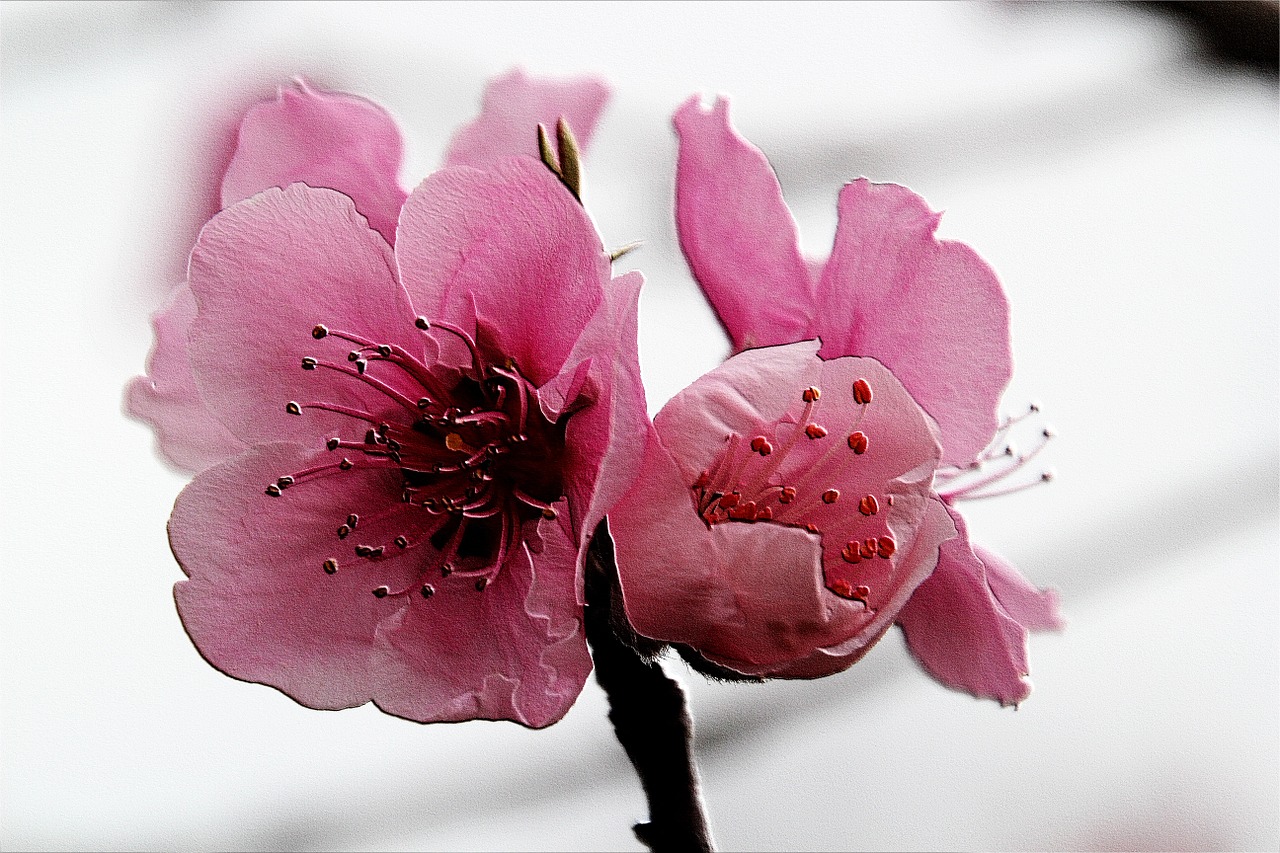 flower peach blossom free photo