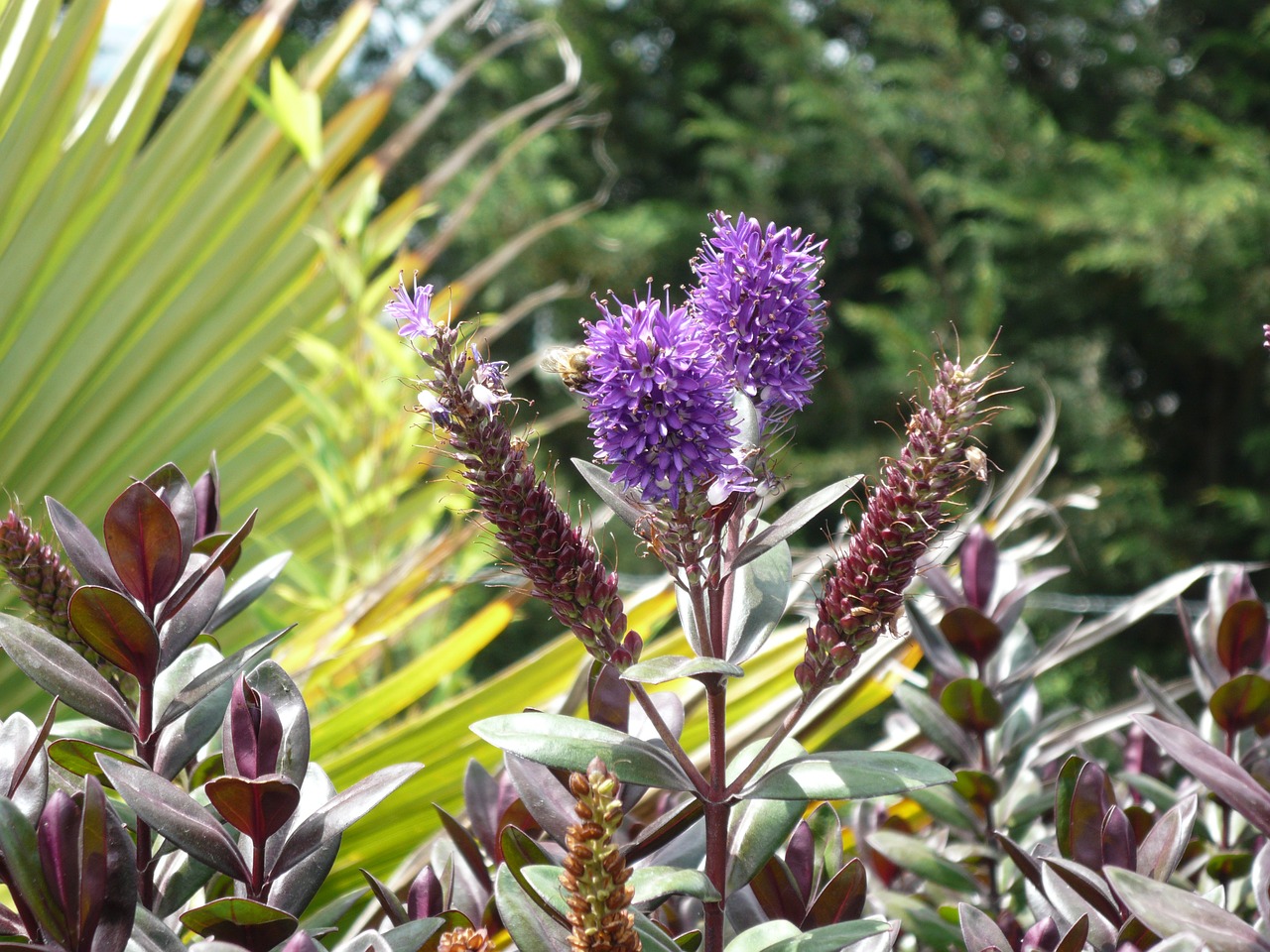 flower bloom purple free photo