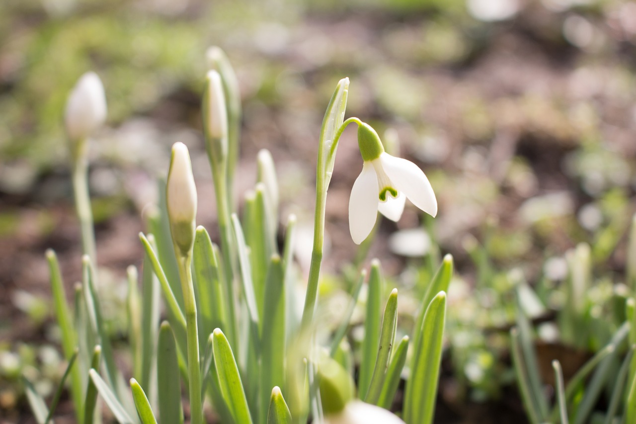 flower green ground free photo