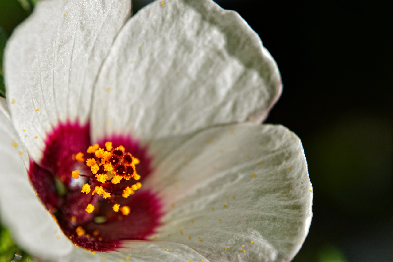 flower white timisoara free photo