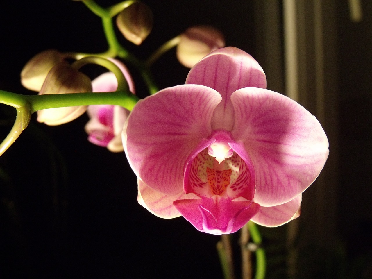 flower orchid macro free photo