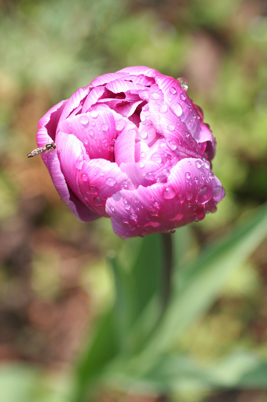 flower peony pink free photo