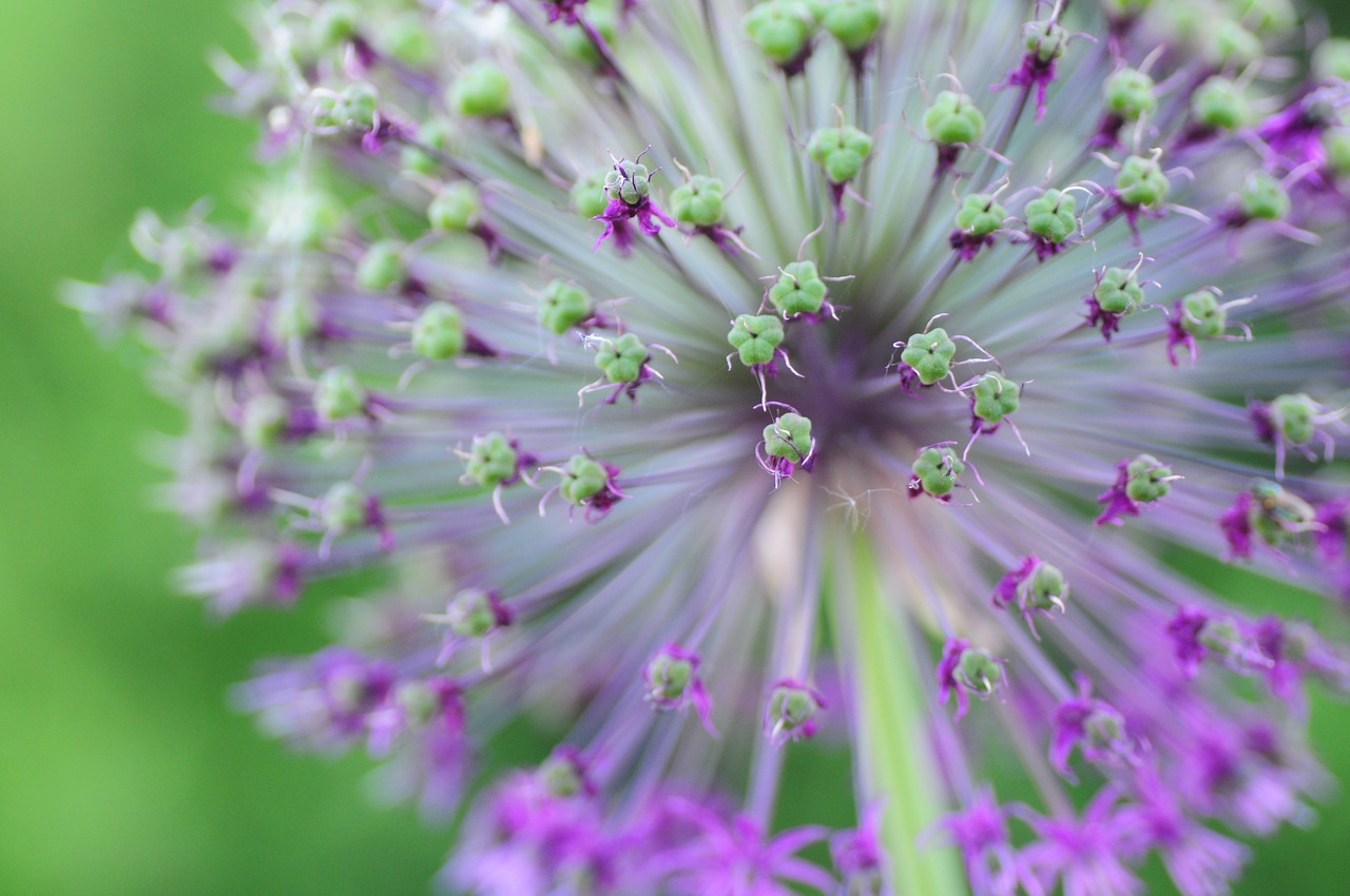 flower spring plant free photo