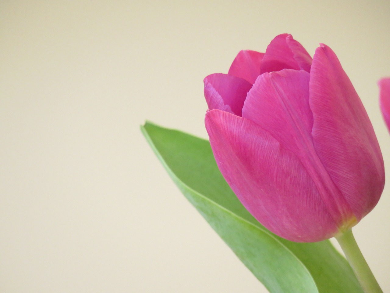 flower tulip spring free photo