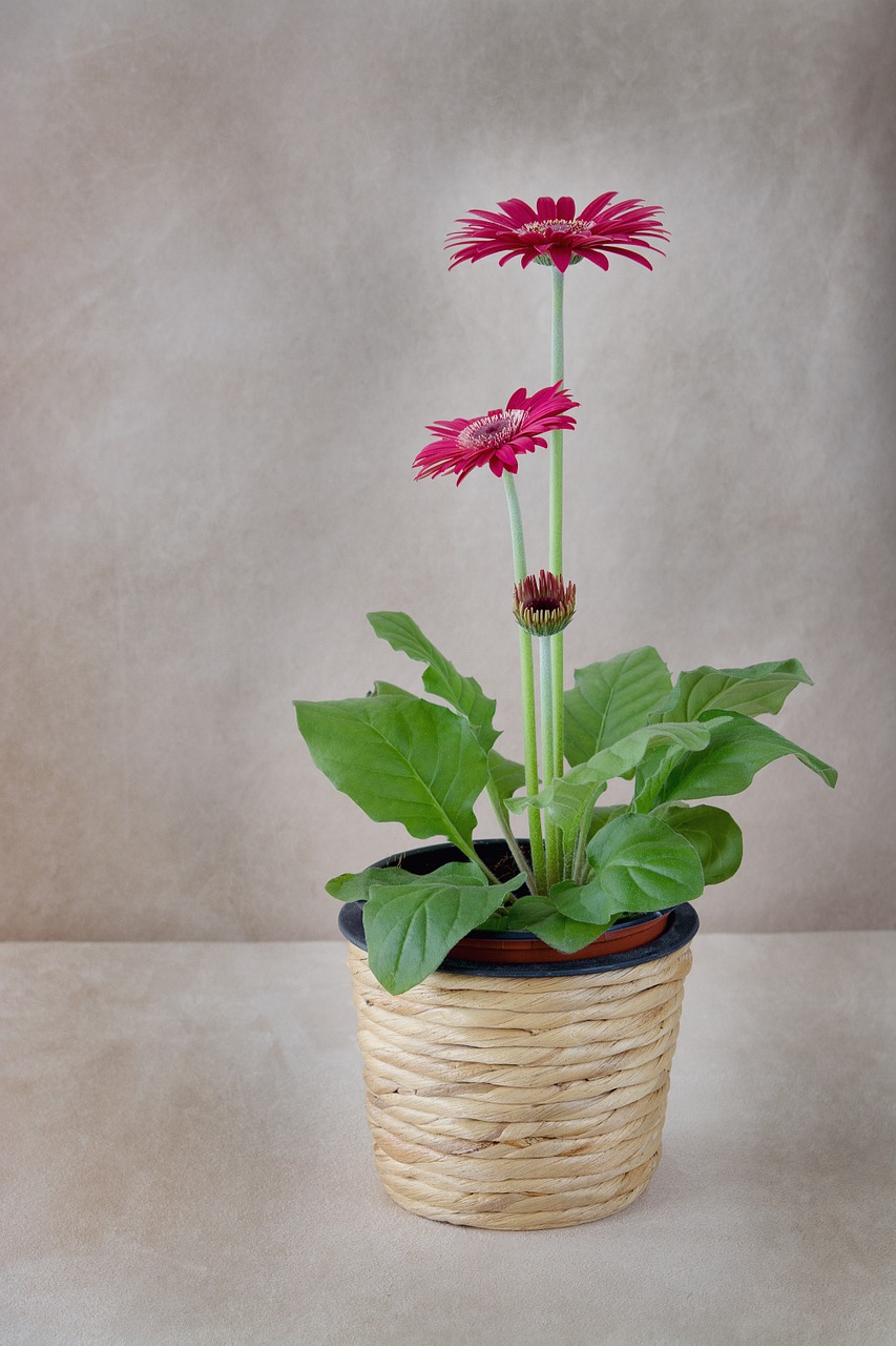 flower flowerpot gerbera free photo