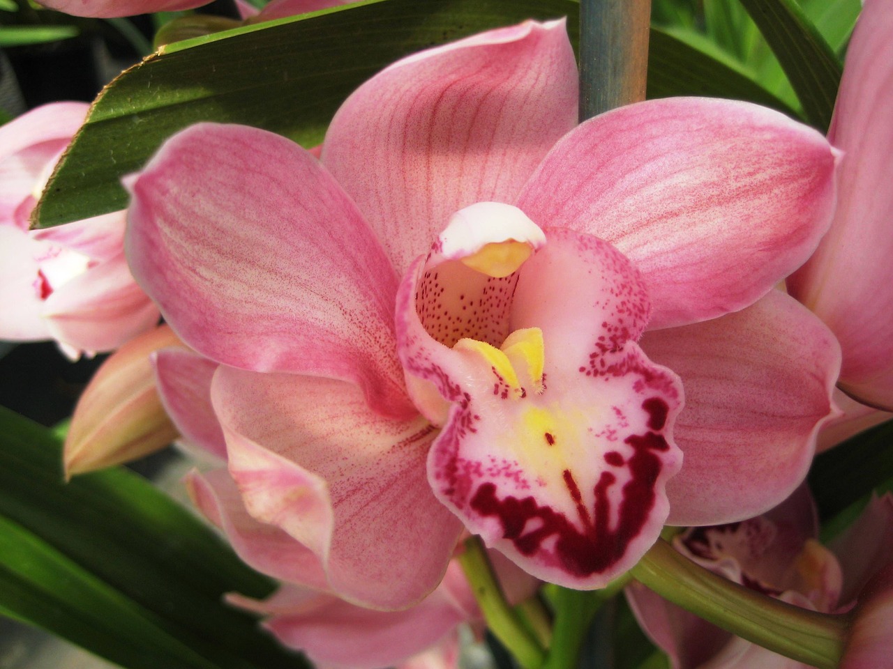 flower orchid pink free photo