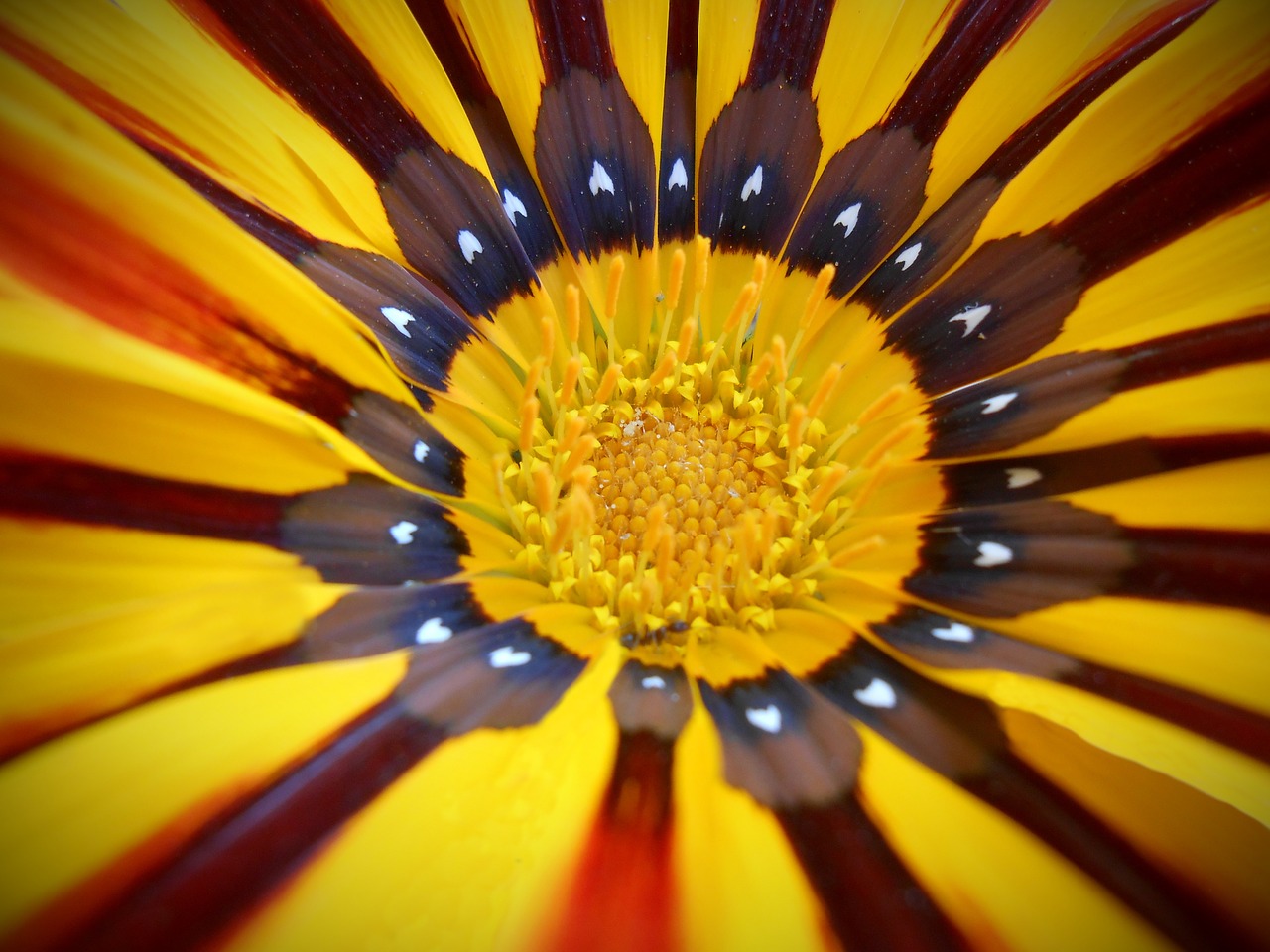 flower yellow yellow flower free photo