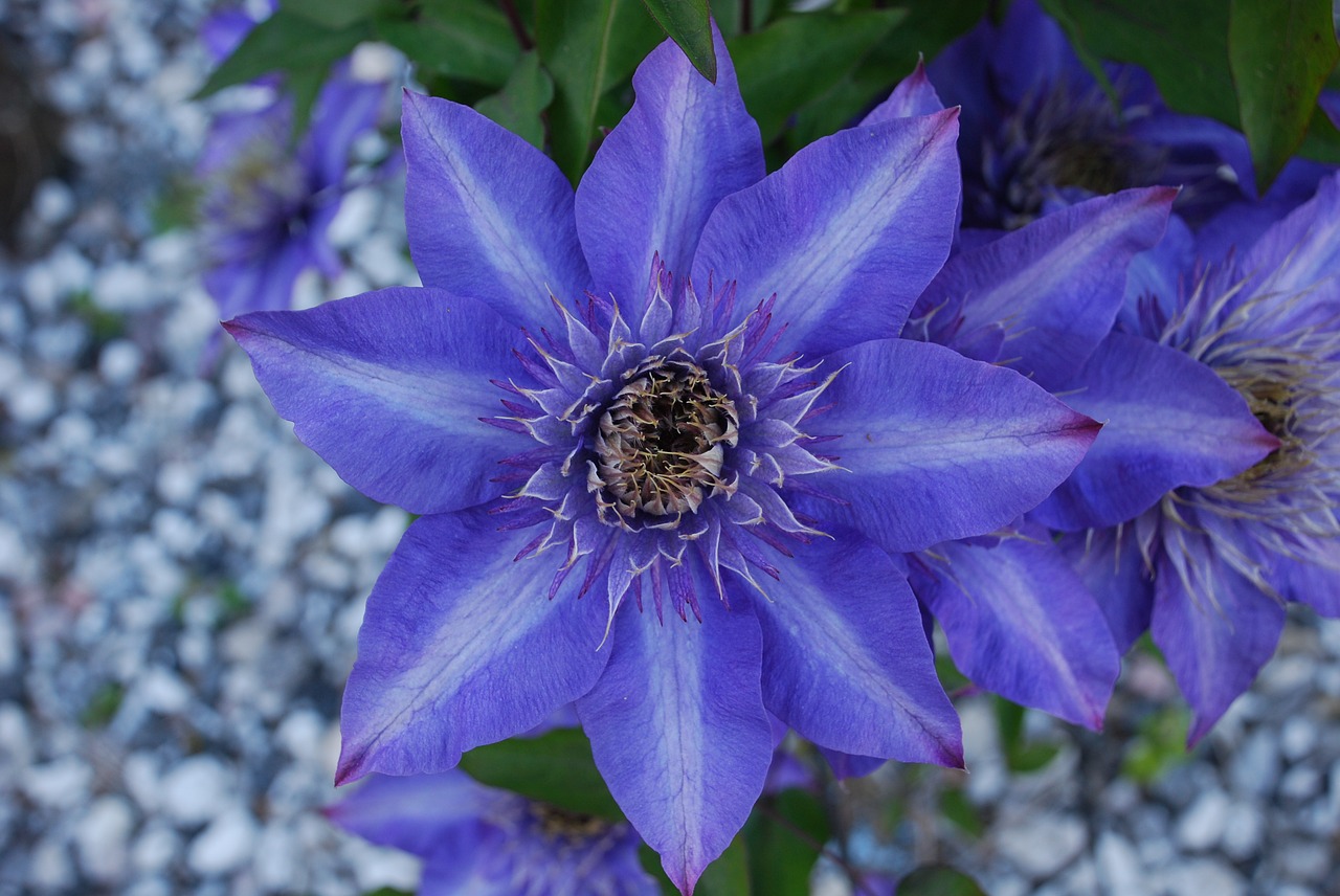 clematis royalty flower free photo