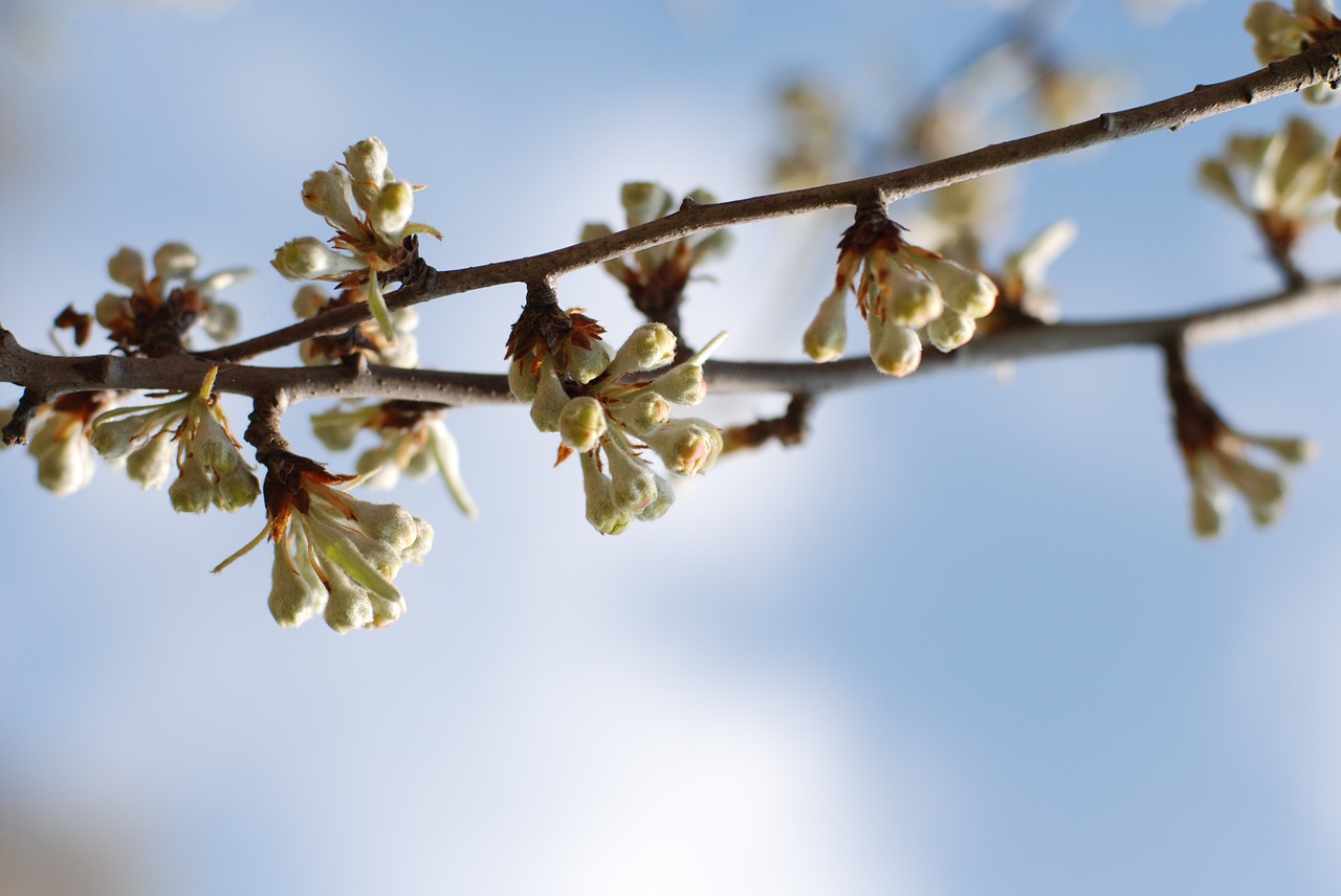 flower himmel buds free photo