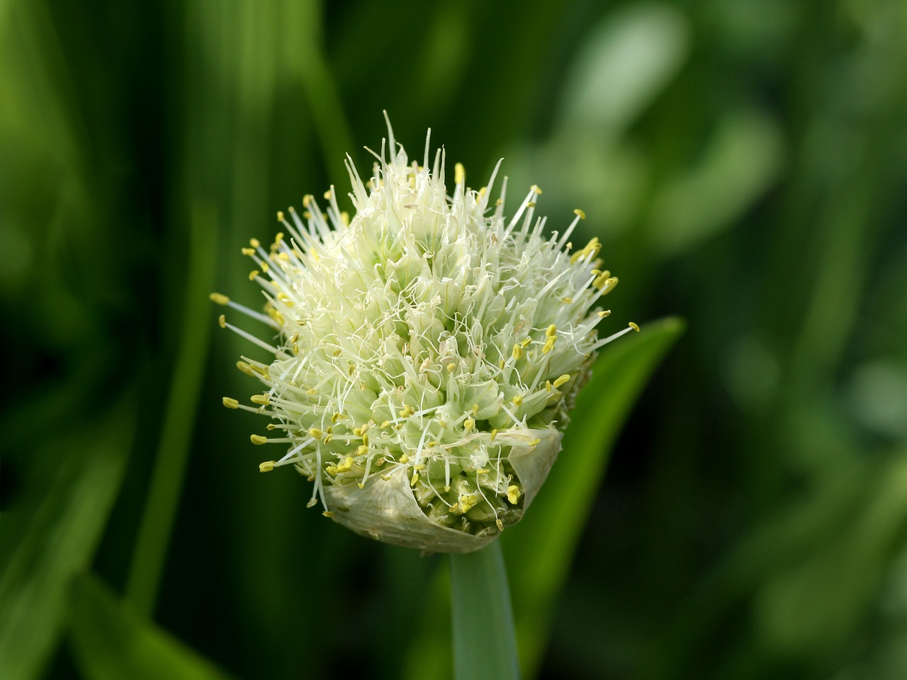allium flower garlic free photo