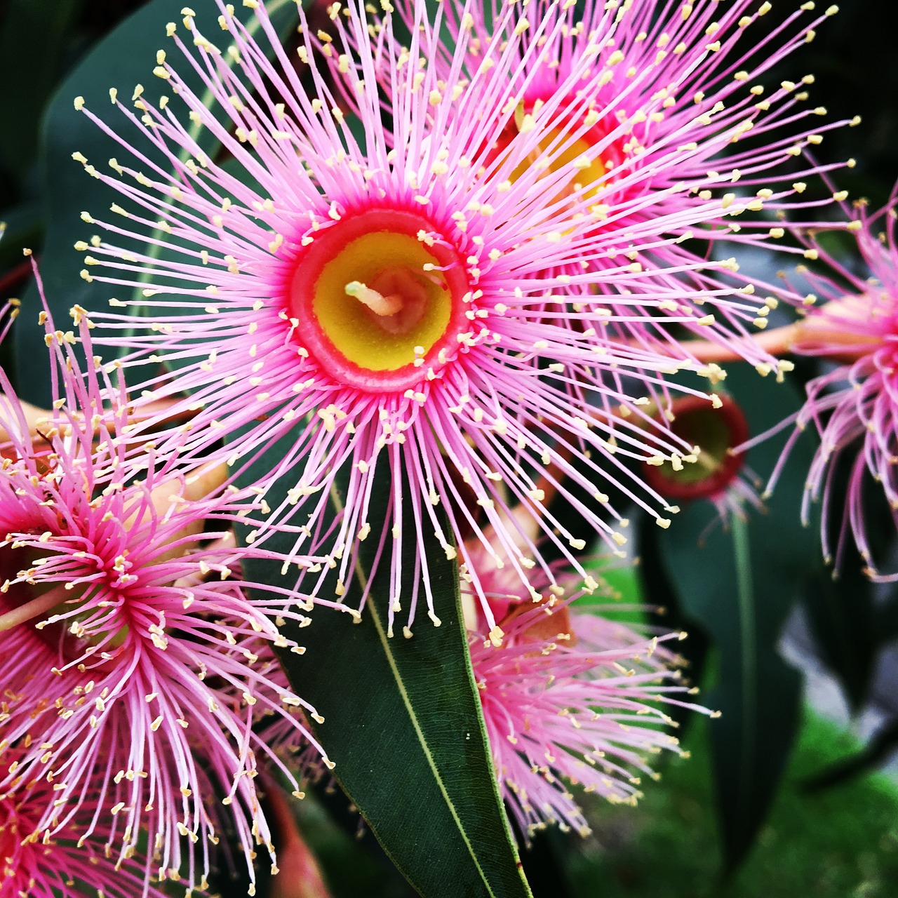 emergency hairy flower free photo