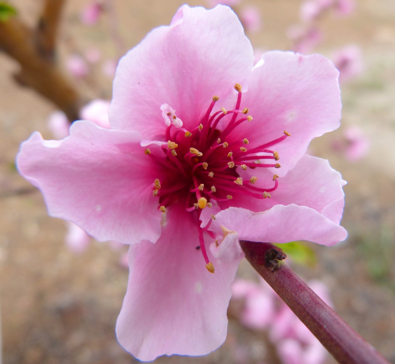 flower pistils detail free photo