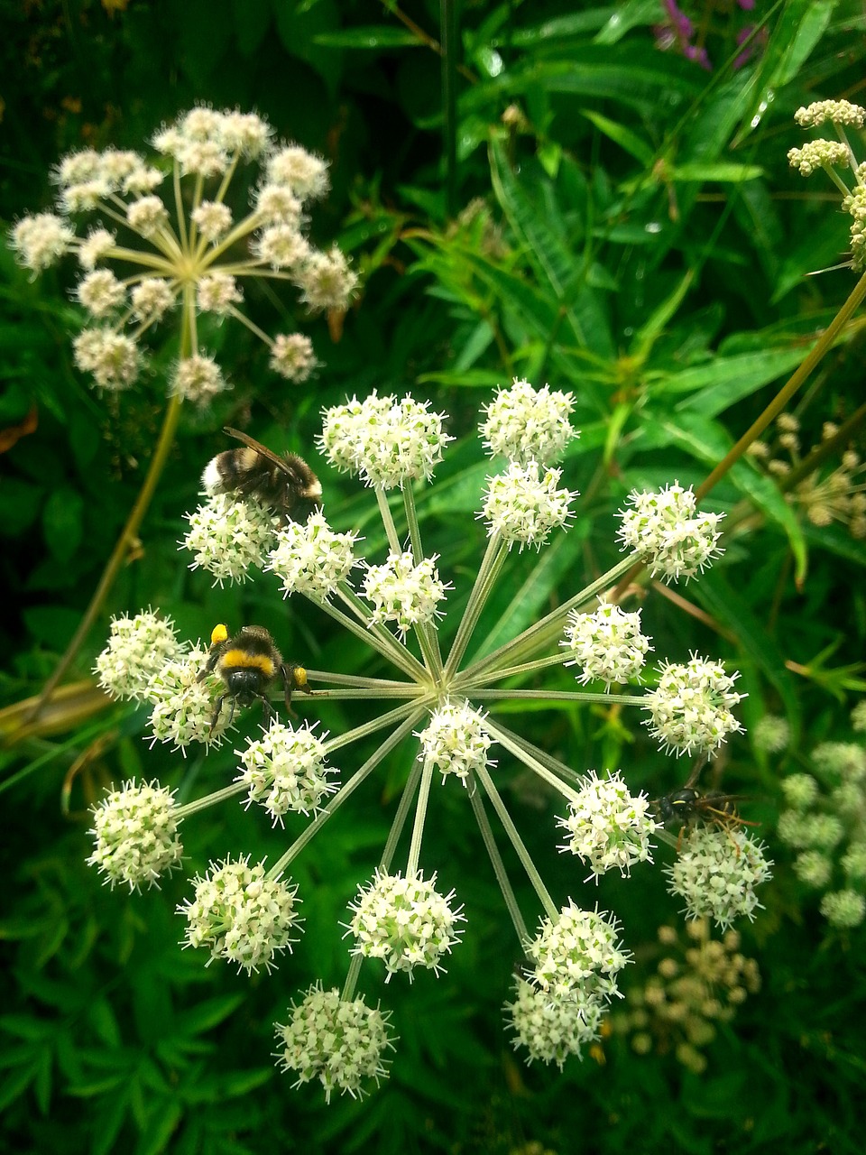 flower nature plant free photo