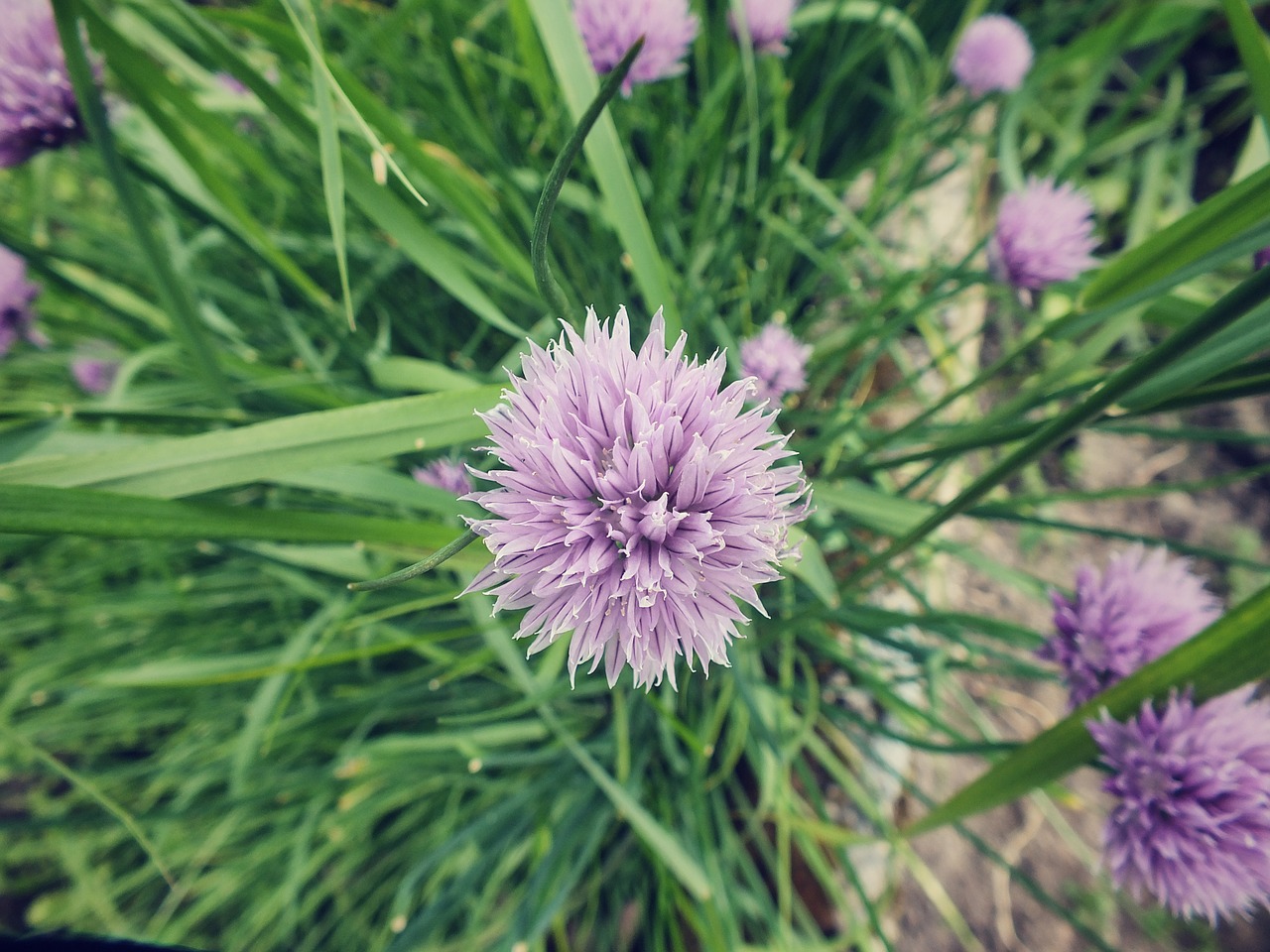 flower summer bud free photo