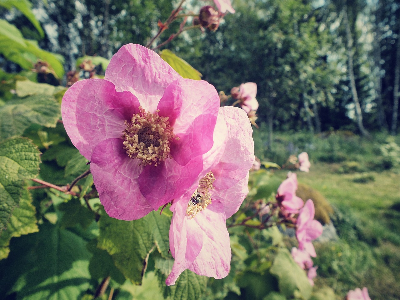 flower nature pink free photo