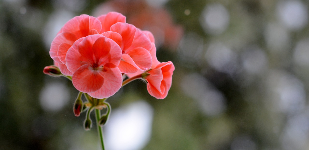 flower red plant free photo