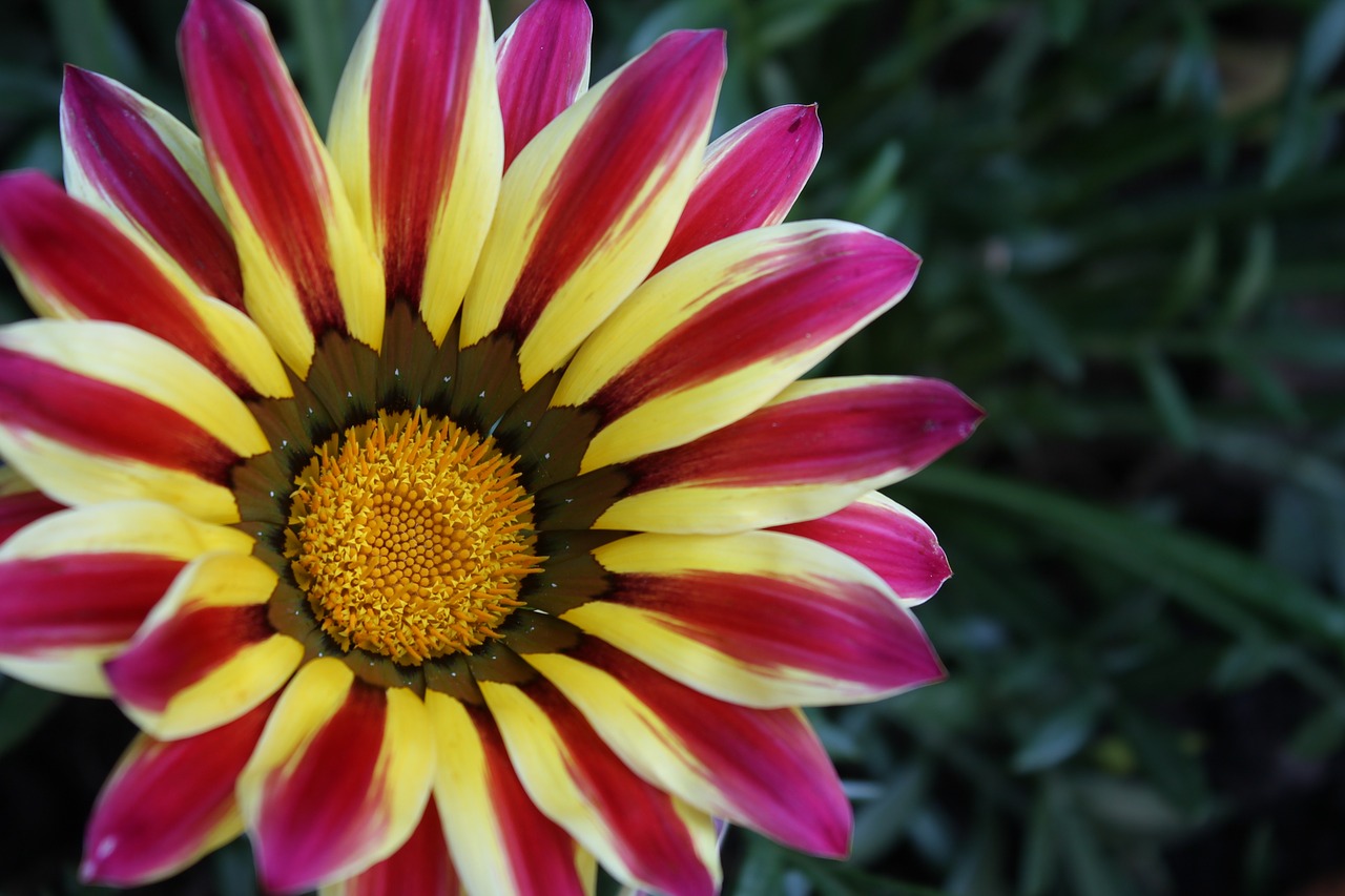 flower gazania stamen free photo