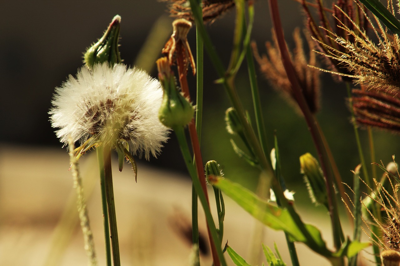 flower photography nature free photo