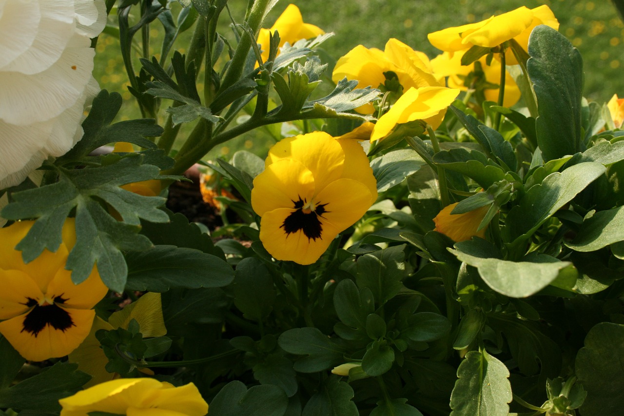 flower yellow yellow flower free photo