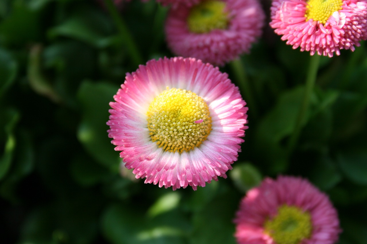 flower close macro free photo