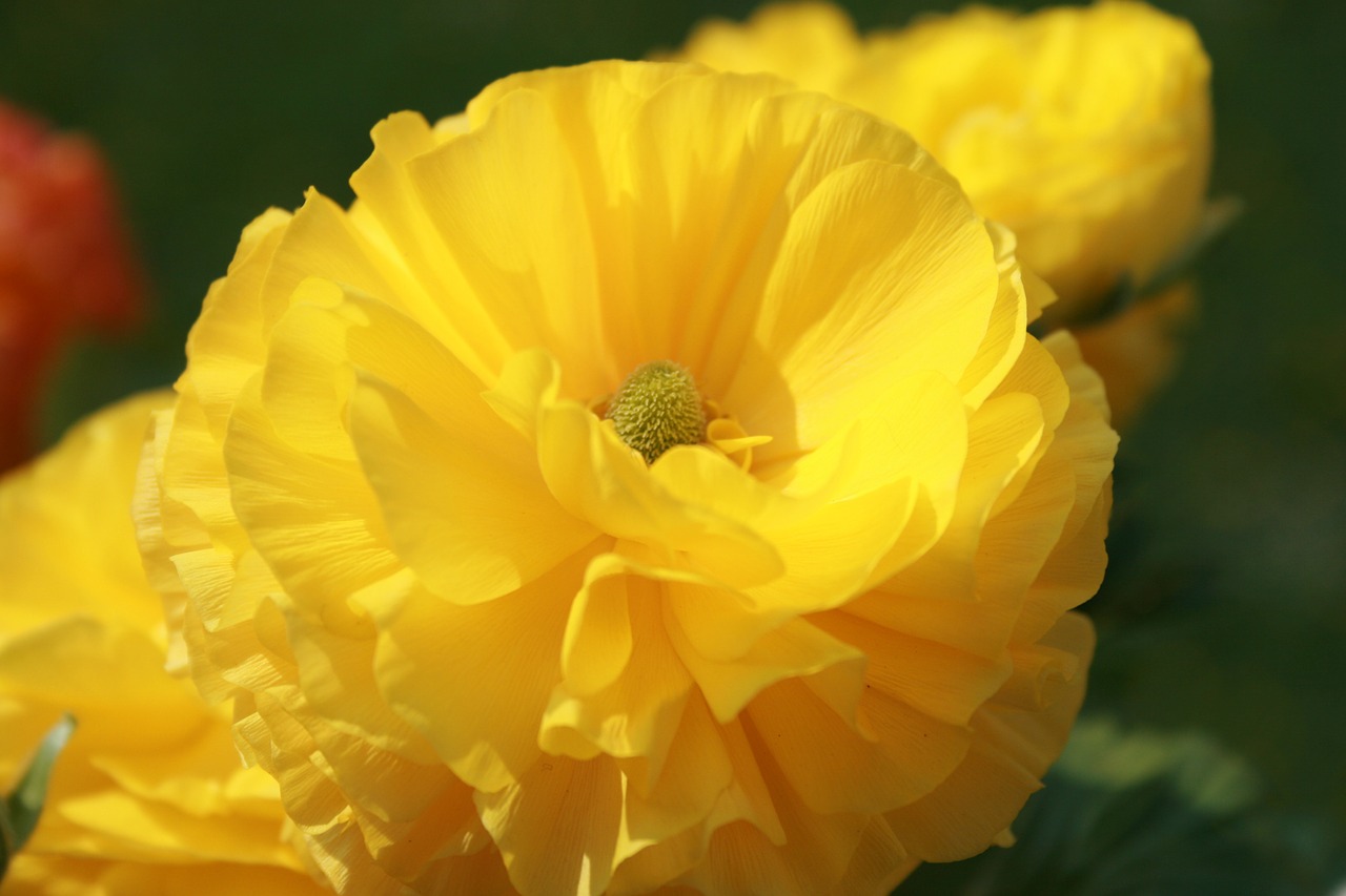 flower macro close free photo