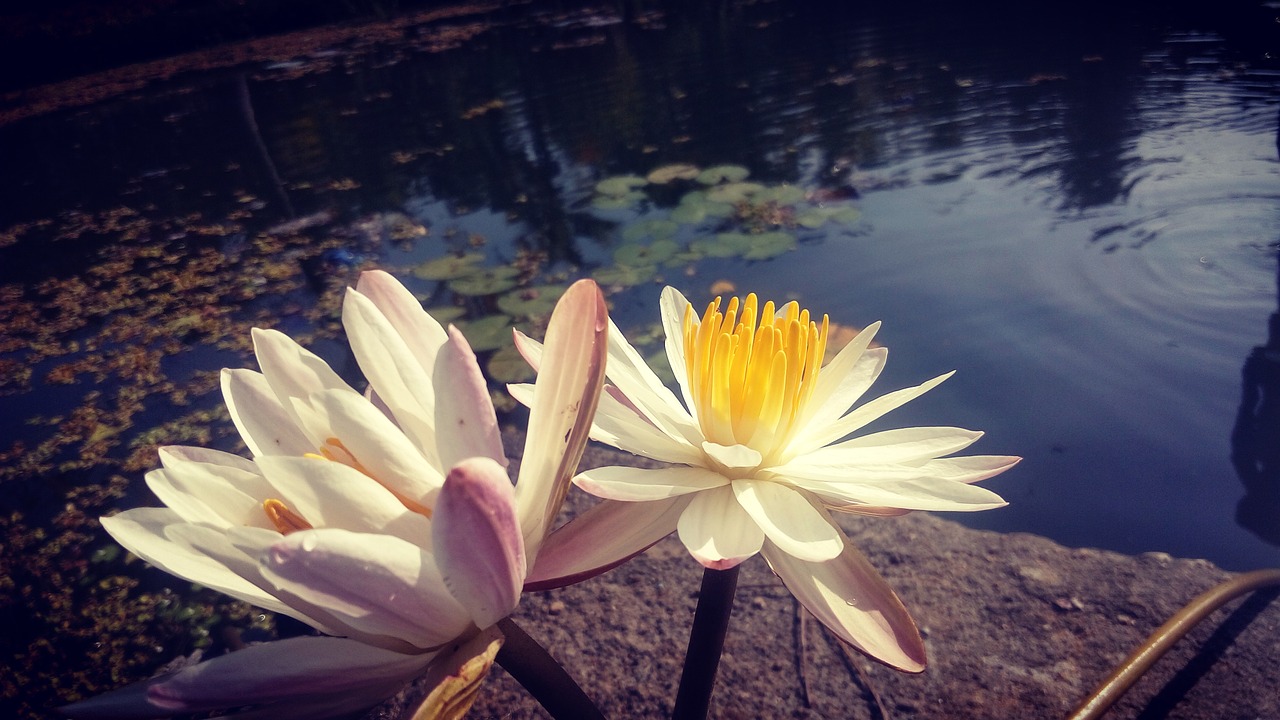 flower lotus water free photo