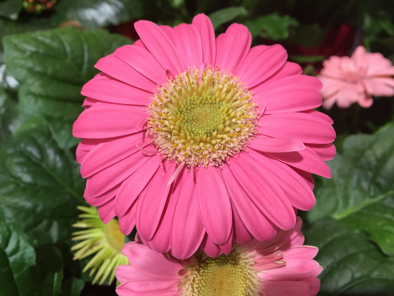 flower pink gerbera daisy free photo