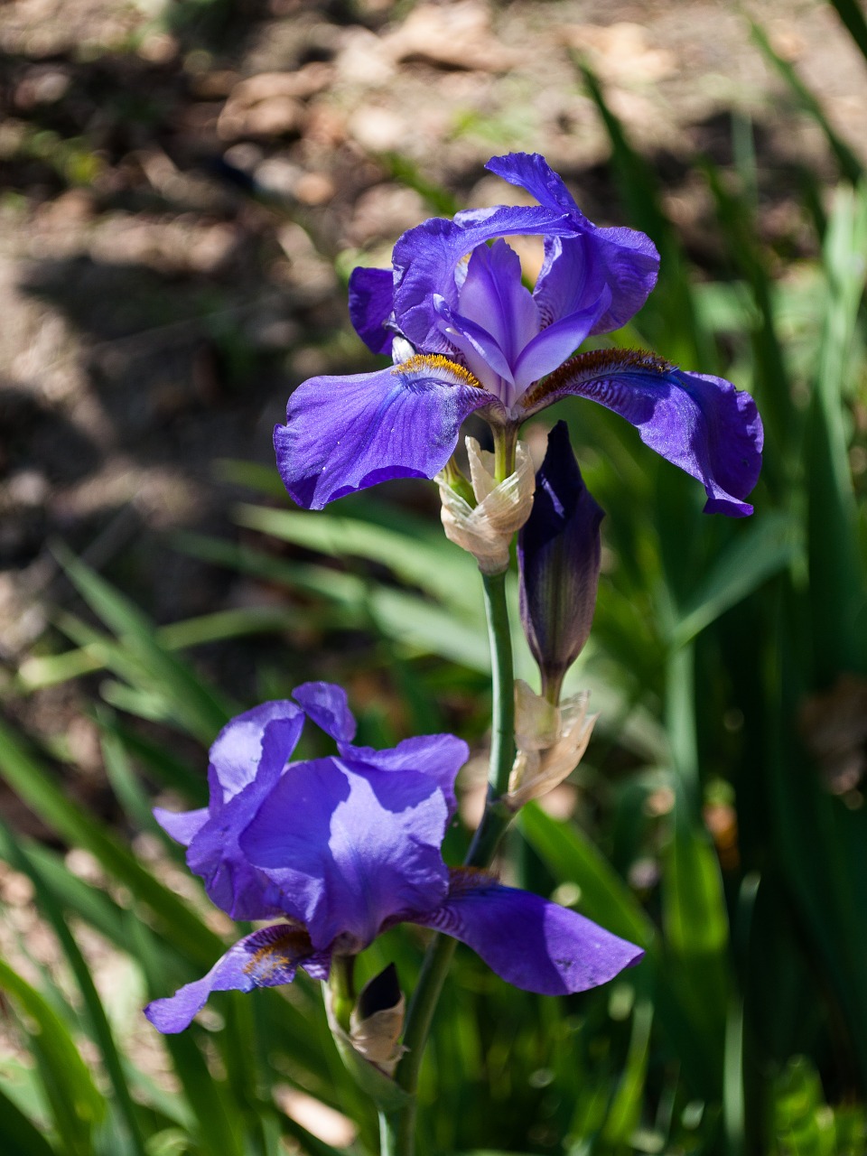 flower violet plant free photo