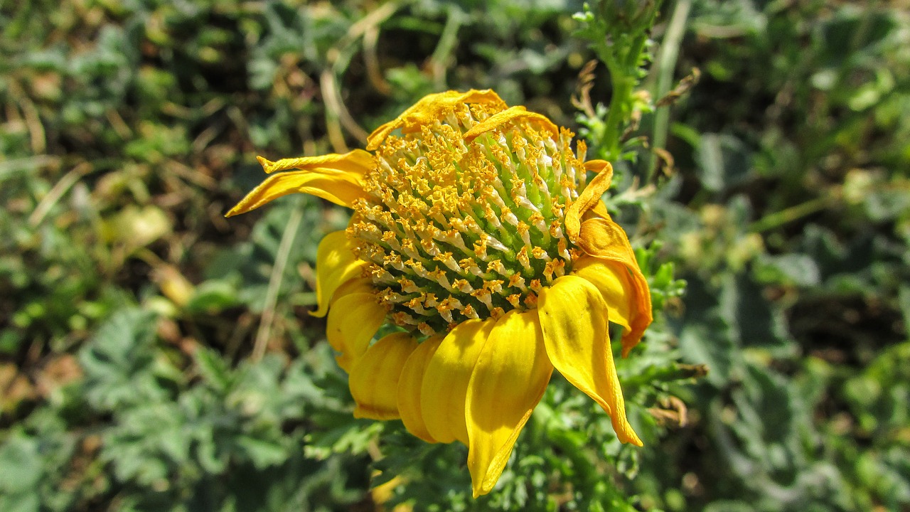 flower dried yellow free photo