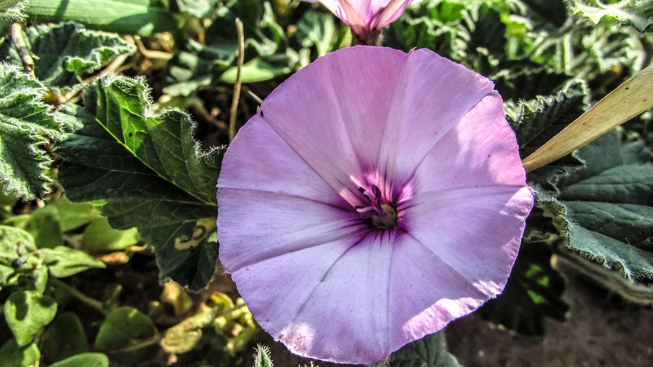 flower purple nature free photo