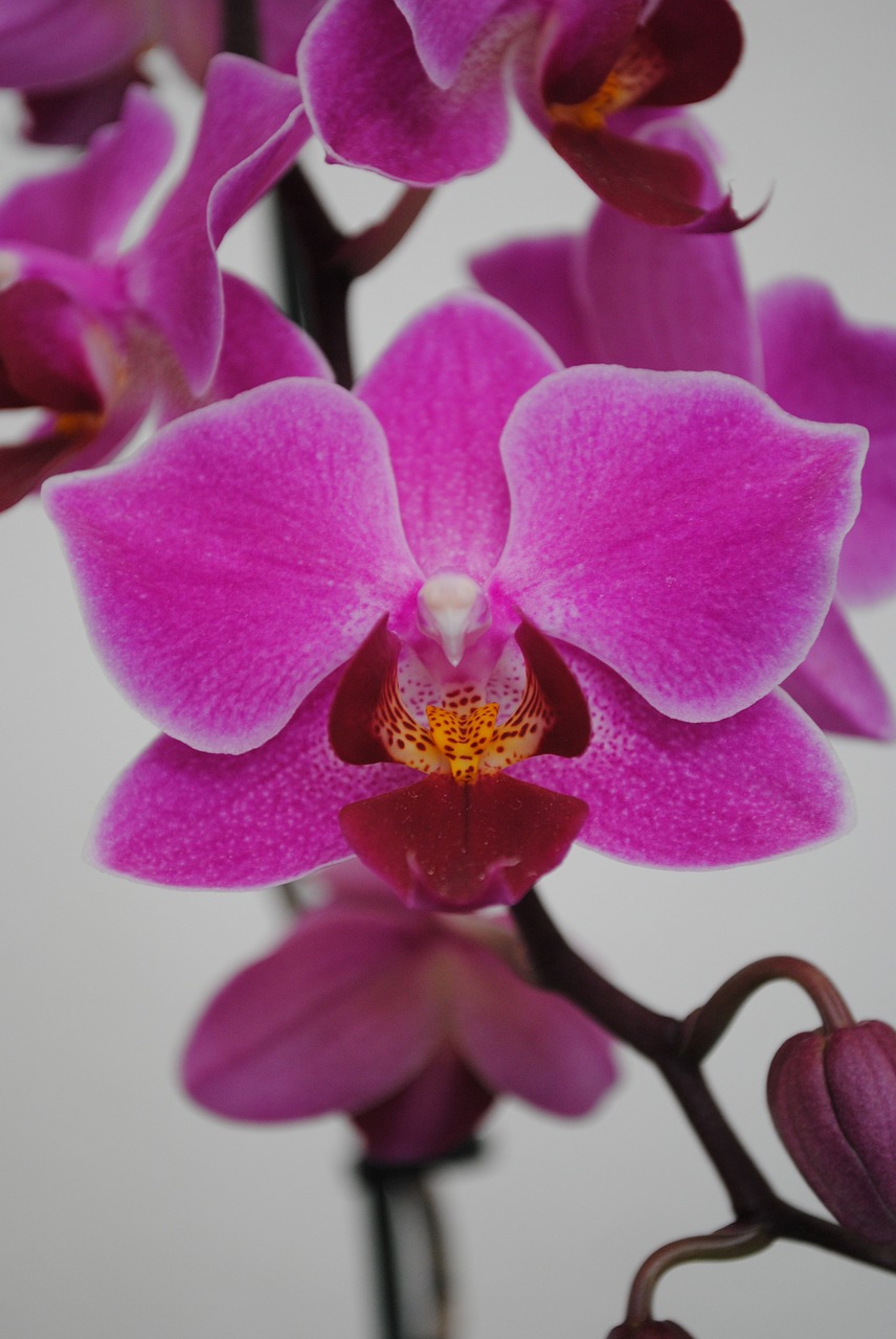 flower plants orchid free photo