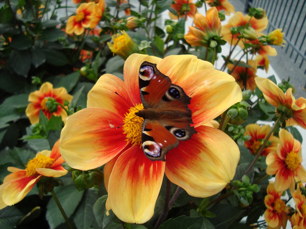 flower butterfly insect free photo