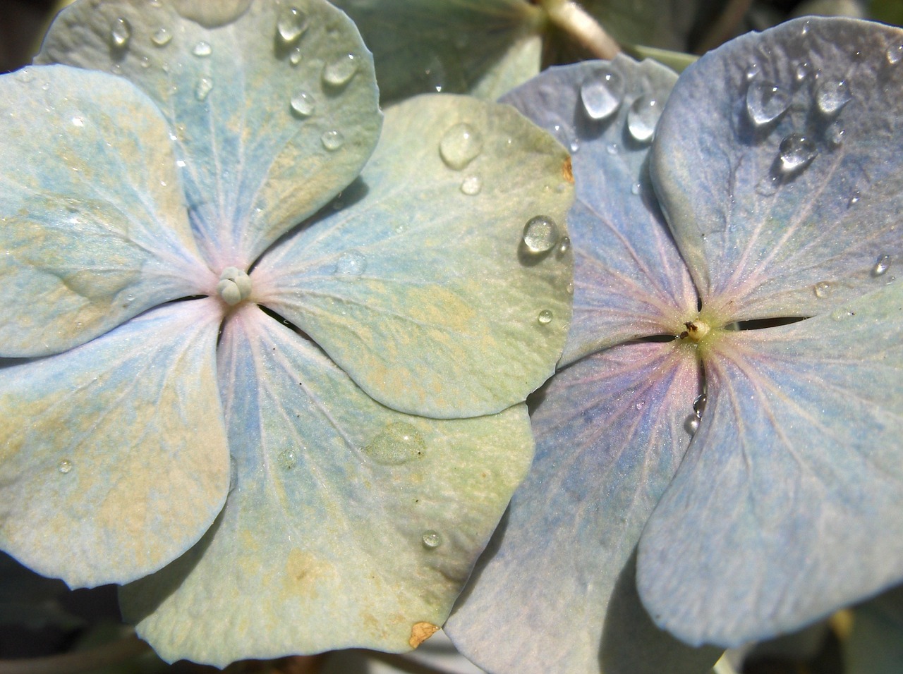 flower blue garden free photo