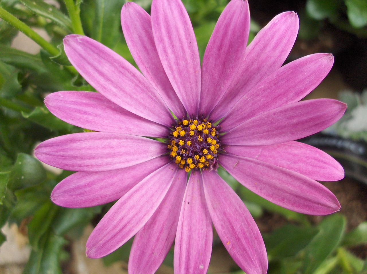 flower pink nature free photo